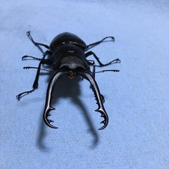 ギラファノコギリクワガタの画像