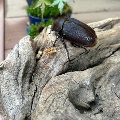 DHHヘラクレスカブトムシの画像