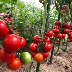 中玉トマト🍅わき芽苗🌱の画像