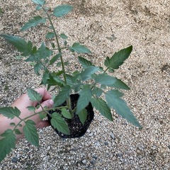 中玉トマト🍅わき芽苗🌱の画像
