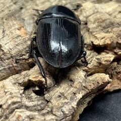 【配送可】国産オオクワガタ 能勢YG　♂♀♀トリオ①の画像