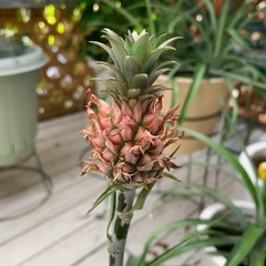 花パインの画像