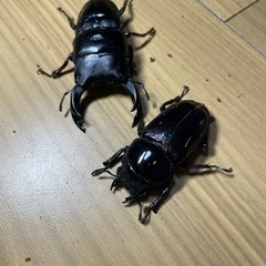 ㊸オオクワガタペアの画像