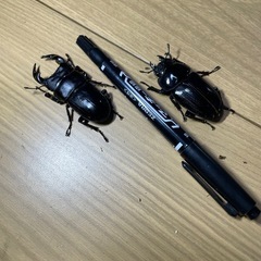 ㊸オオクワガタペアの画像