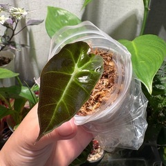 観葉植物　アロカシア　アマゾニカ（たぶん）の画像