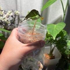 観葉植物　アロカシア　アマゾニカ（たぶん）の画像