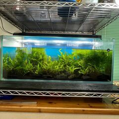 水草「ジャイアント南米ウィローモスの塊」をお譲りします。の画像