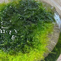 水草「ジャイアント南米ウィローモスの塊」をお譲りします。の画像