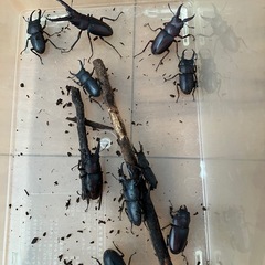 埼玉県野外採取　クワガタ　11匹の画像