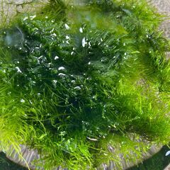 水草「ジャイアント南米ウィローモスの塊」をお譲りします。の画像