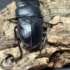 【配送可】　国産オオクワガタ 能勢YG　♂♀♀トリオ②の画像