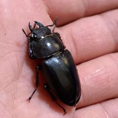 【オマケ お子様にオススメ】岐阜県多治見市産 本土ノコギリクワガタ ♂♀♀トリオ販売③ 2025の画像