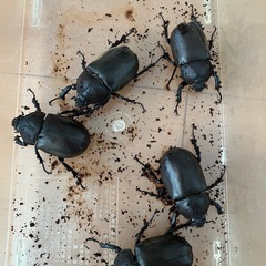 カブトムシ　メスのみ5匹の画像