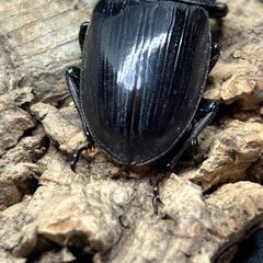 【配送可】　国産オオクワガタ 能勢YG　♂♀♀トリオ②の画像