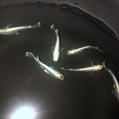 エメキン　メダカの画像