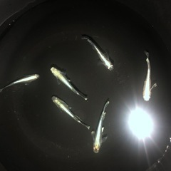 エメキン　メダカの画像