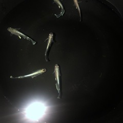 エメキン　メダカの画像