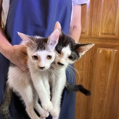 子猫を飼って頂けないでしょうか