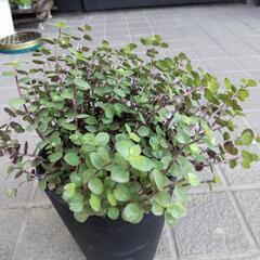 カリシア レペンス カット10本の画像