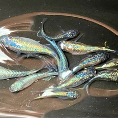 ネプチューン　メダカ　１０匹の画像