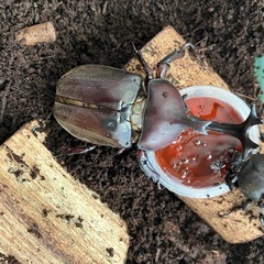 カブトムシ　メスのみ5匹の画像