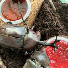 カブトムシ　メスのみ5匹の画像