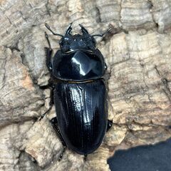 【配送可】　国産オオクワガタ 能勢YG　♂♀♀トリオ③の画像