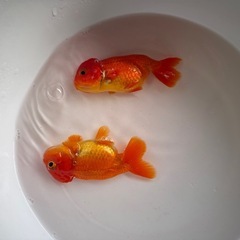 宇野系らんちゅう2匹まとめて（金魚）の画像