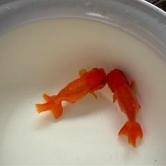 宇野系らんちゅう2匹まとめて（金魚）の画像