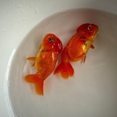 宇野系らんちゅう2匹まとめて（金魚）の画像