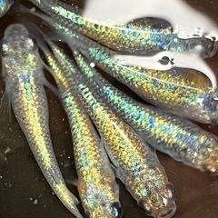 [上物]大輝　メダカ １５匹　の画像