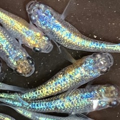 [上物]大輝　メダカ １５匹　の画像