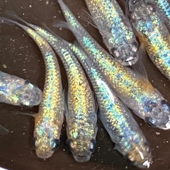 [上物]大輝　メダカ １５匹　の画像