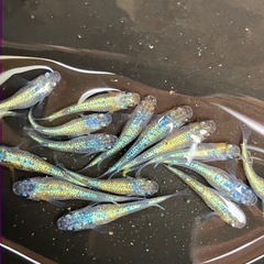 [上物]大輝　メダカ １５匹　の画像