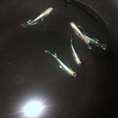 エメキン　メダカの画像