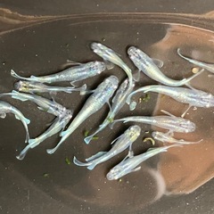 エメキン　メダカ　１５匹　若魚〜稚魚の画像