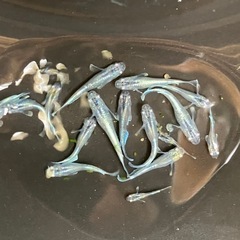 エメキン　メダカ　１５匹　若魚〜稚魚の画像