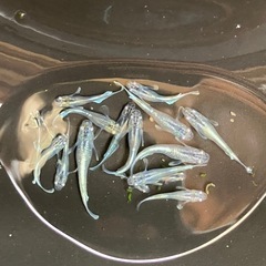 エメキン　メダカ　１５匹　若魚〜稚魚の画像