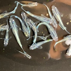 エメキン　メダカ　１５匹　若魚〜稚魚の画像