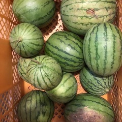 野菜コンテナの画像