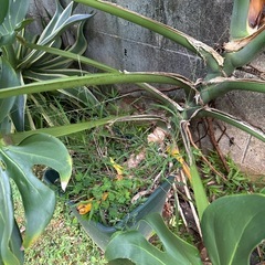 170㎝ 巨大 モンステラの画像