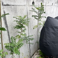     2m越え処分予定500円 　お値引き　シマトネリコの画像