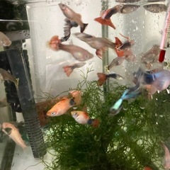 ミックスグッピー10匹➕ミッキーマウスプラティ5匹➕水草の画像
