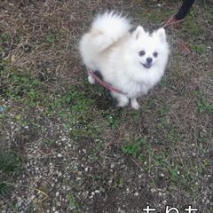 ポメ引退犬女の子、モリモちゃん