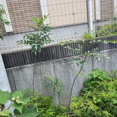 シマトネリコの画像