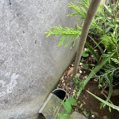 シマトネリコの画像