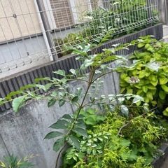 シマトネリコの画像