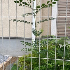 シマトネリコ　　株立(貴重)の画像