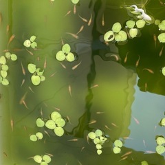 紅帝メダカ
の画像