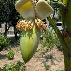【再販】苗　バナナの画像